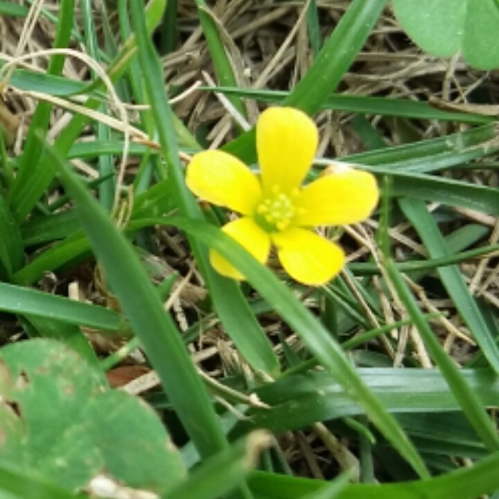 猪猪的幸福生活