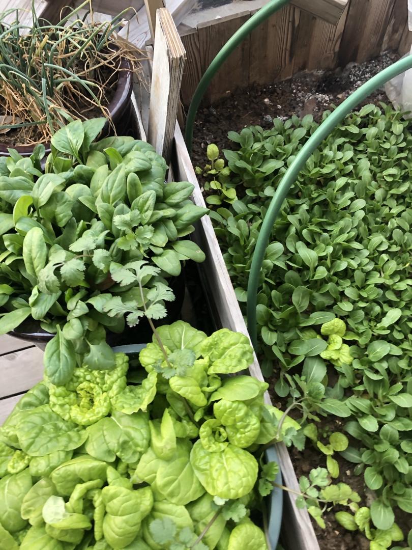 午餐•2020年2月5日