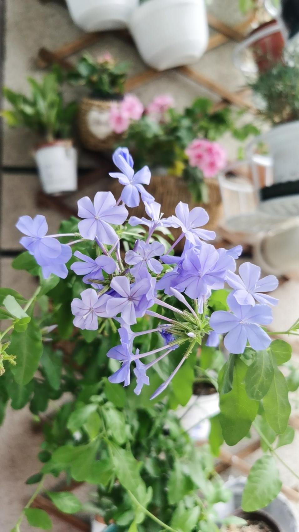 花房菇凉爱花花