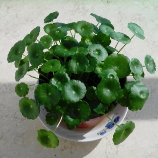 我+厨房我的菜