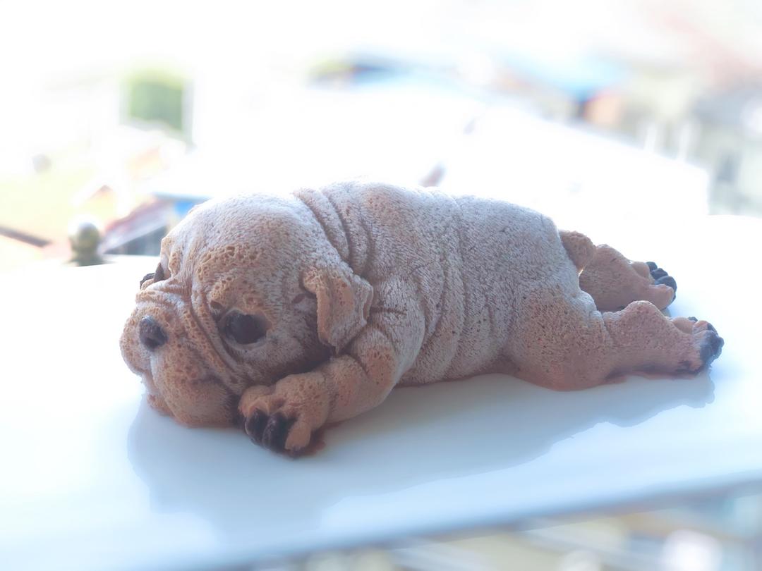 网红慕斯狗（琴姐）