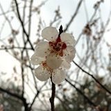 篁里黄