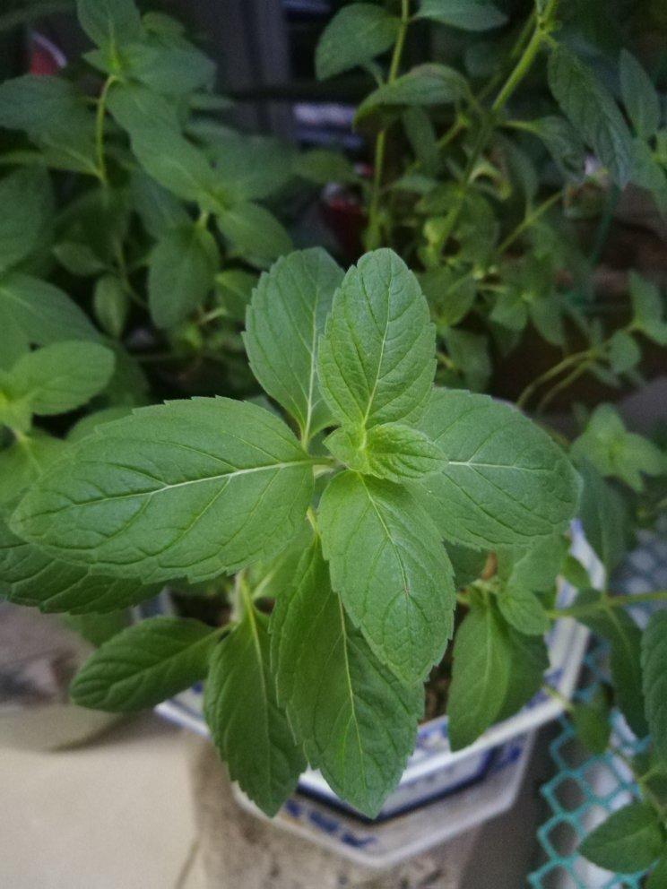 薄荷种植手册，如何把你的薄荷养到爆盆