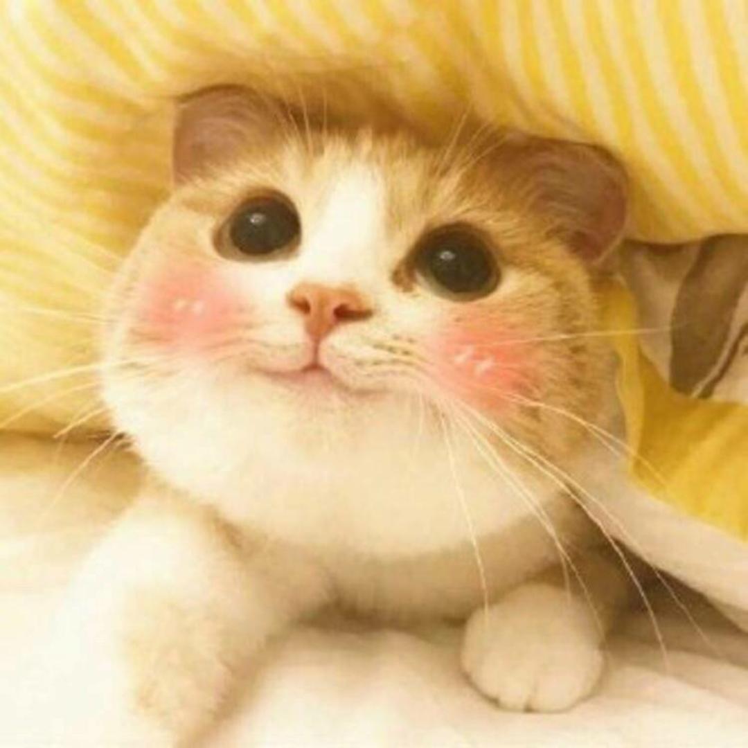 未然CC