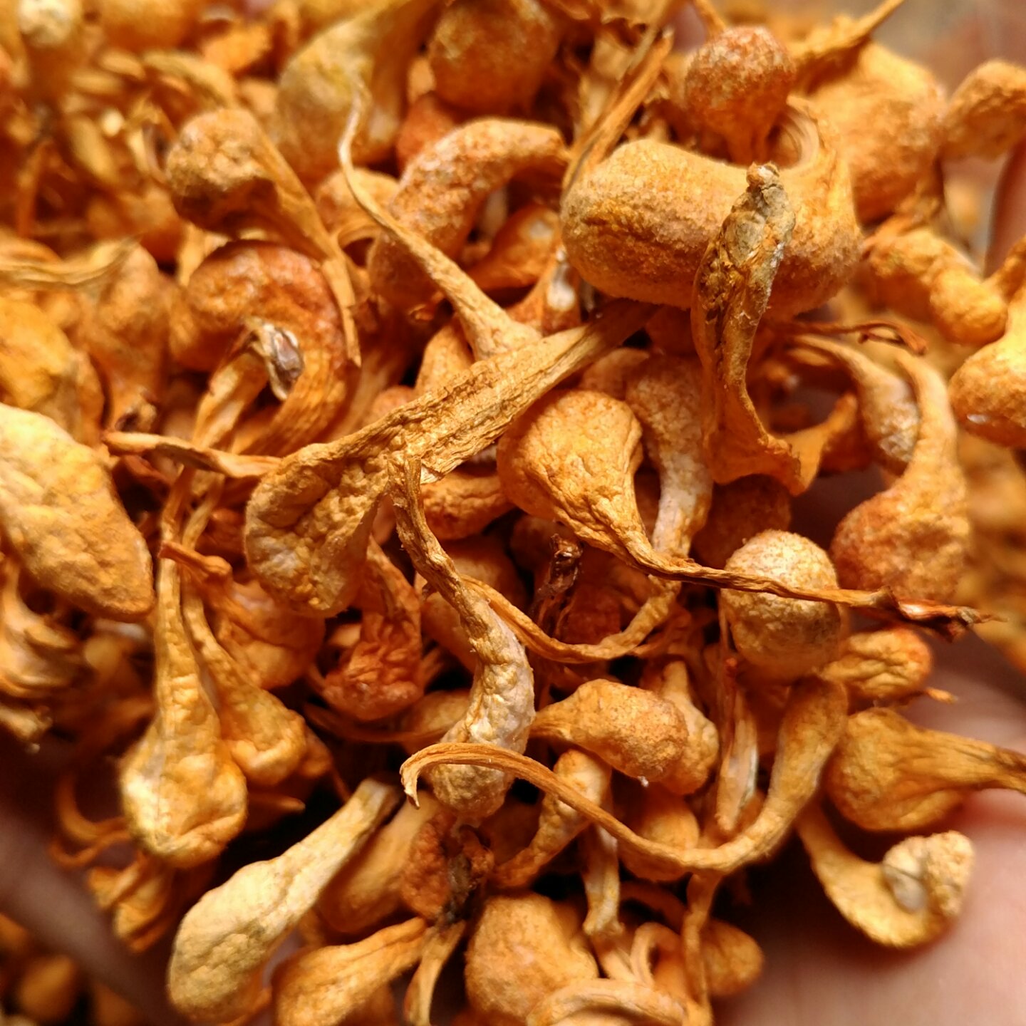 虫草花干贝玉米汤