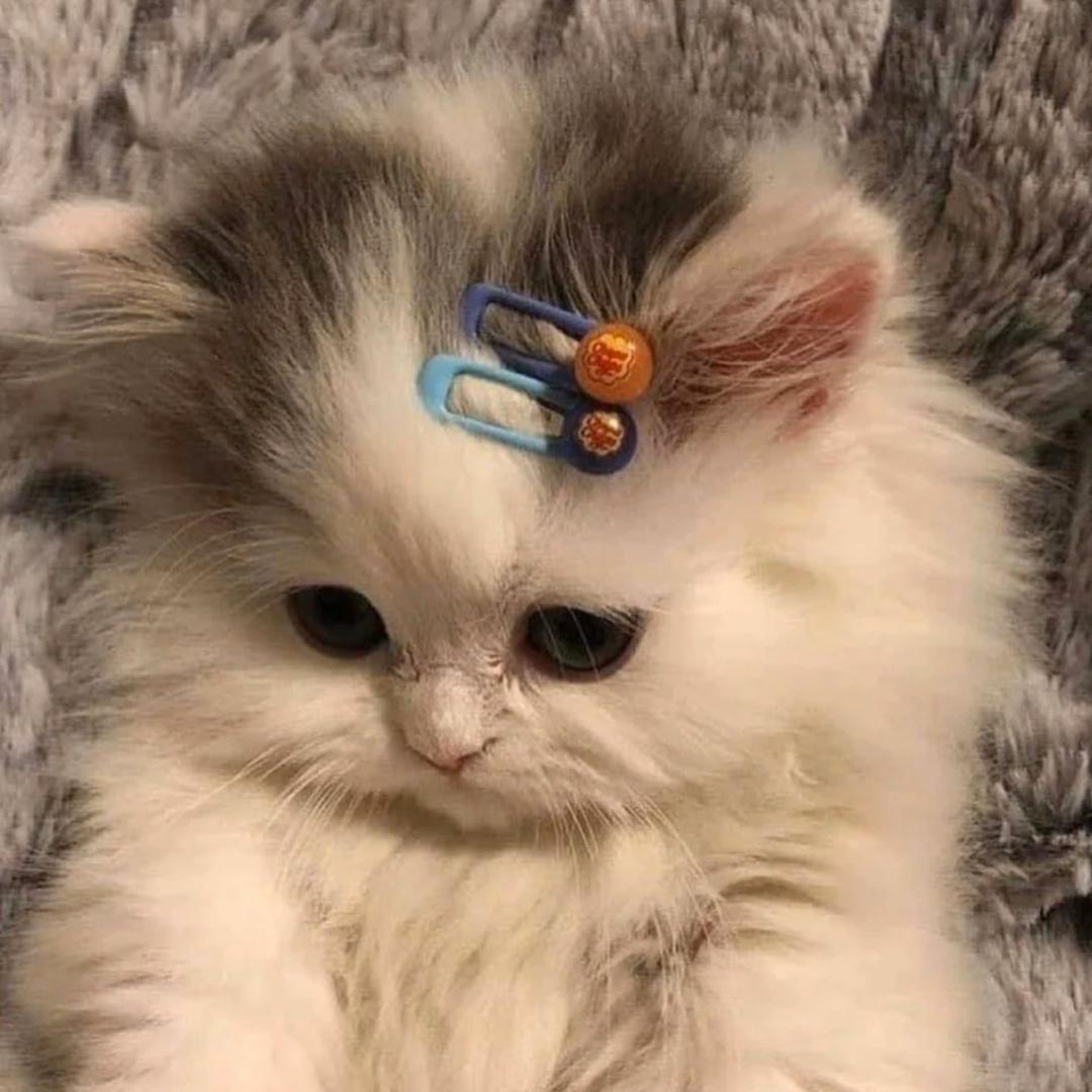 喵喵喵喵喵喵喵喵喵喵酱