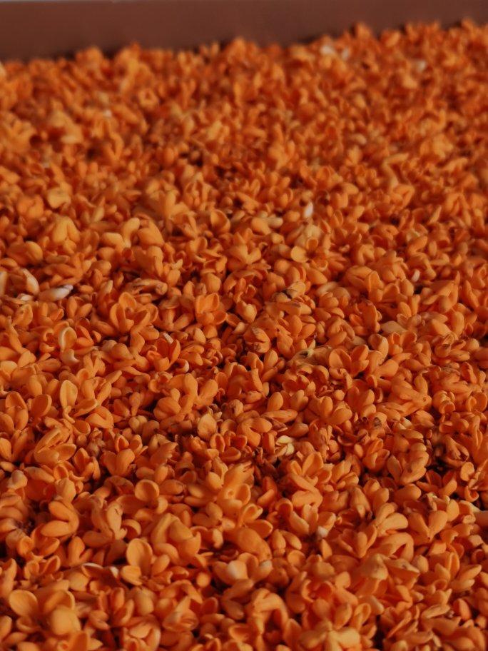 干桂花制作（低温烘干版）