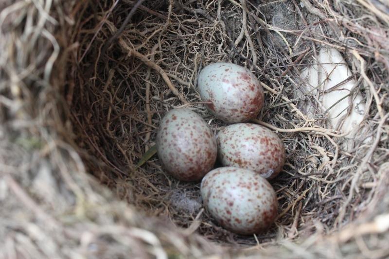 中街1946雪糕——蛋仔小鸟窝（无泡打粉）
