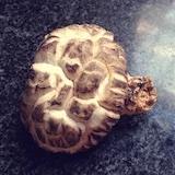 烹小鲜如治大国