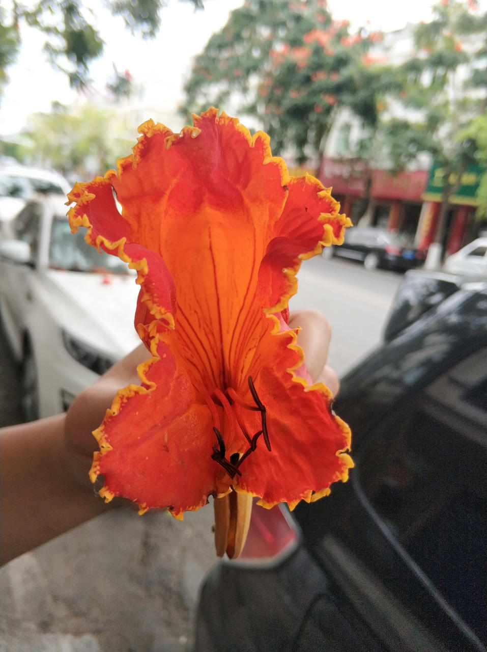 那些花儿