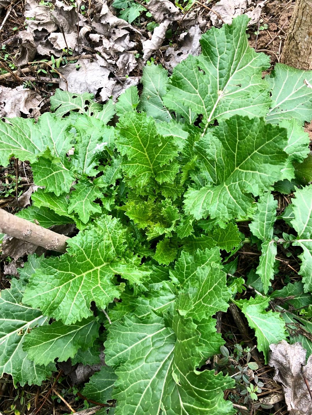 秘制野菜腌菜