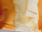 一次发酵，手撕北海道吐司🍞柔软治愈满足感✨