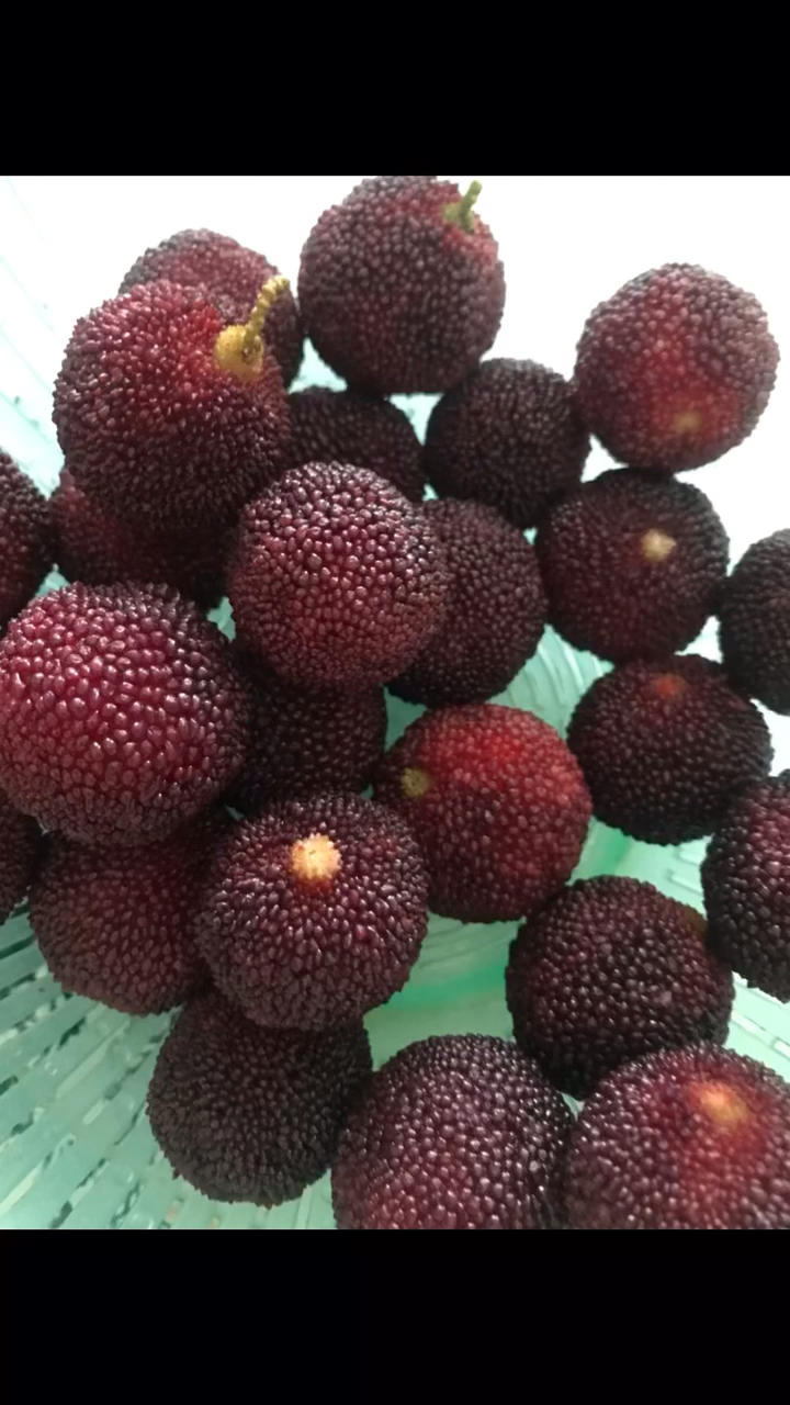 糖渍柠檬