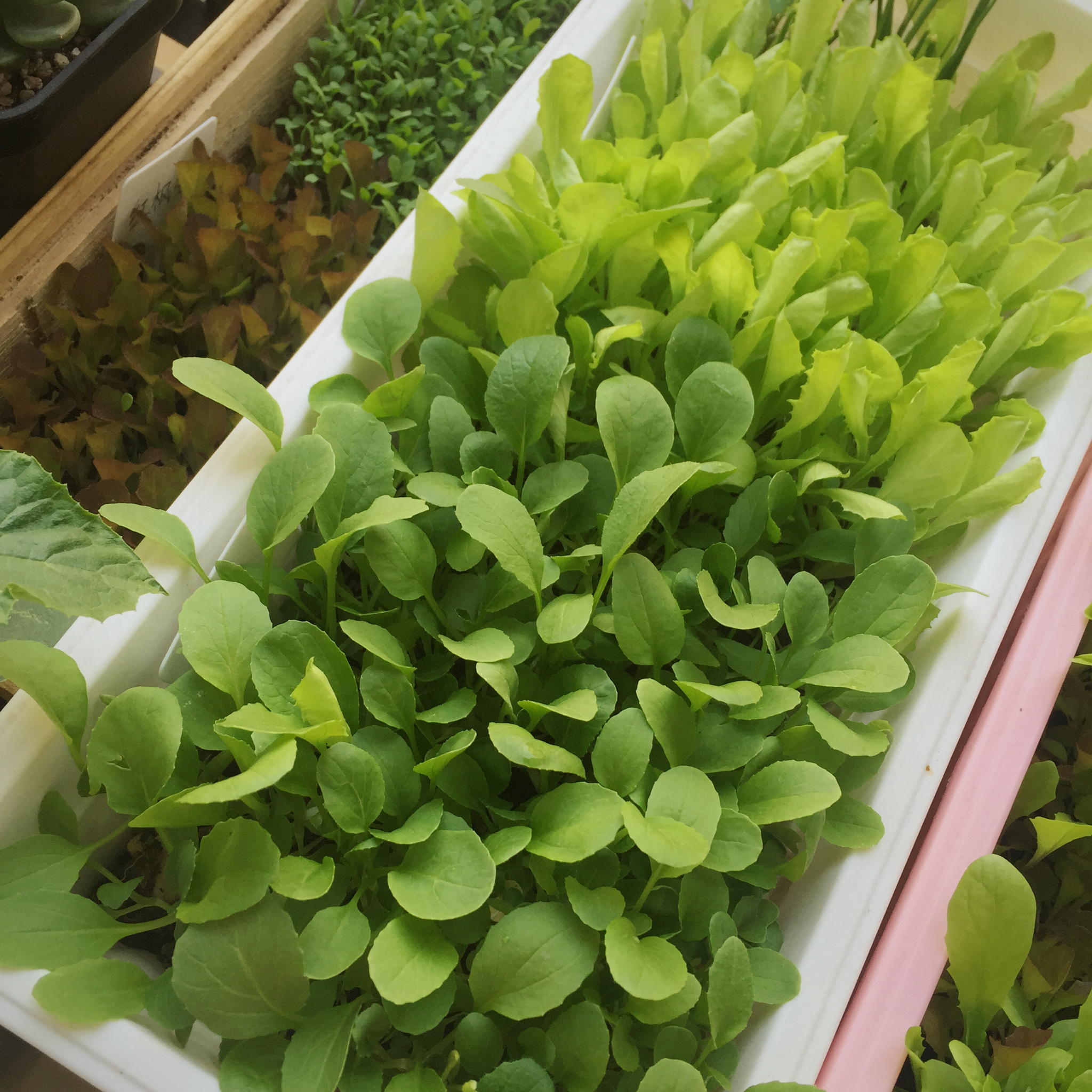 生菜（色拉用）生长记