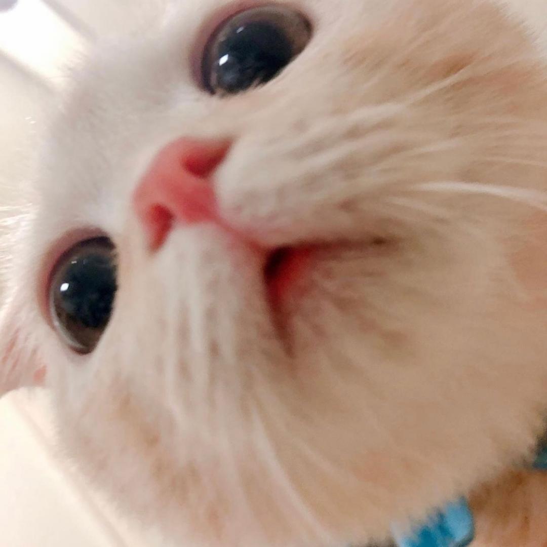 今天也要认真吃饭-