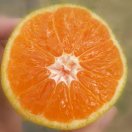 橙色的小犄角