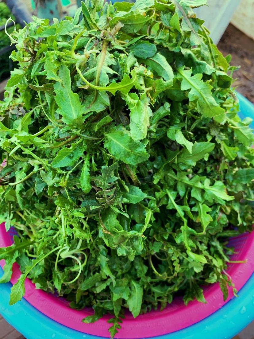 荠菜的保存方法（附偷懒版）