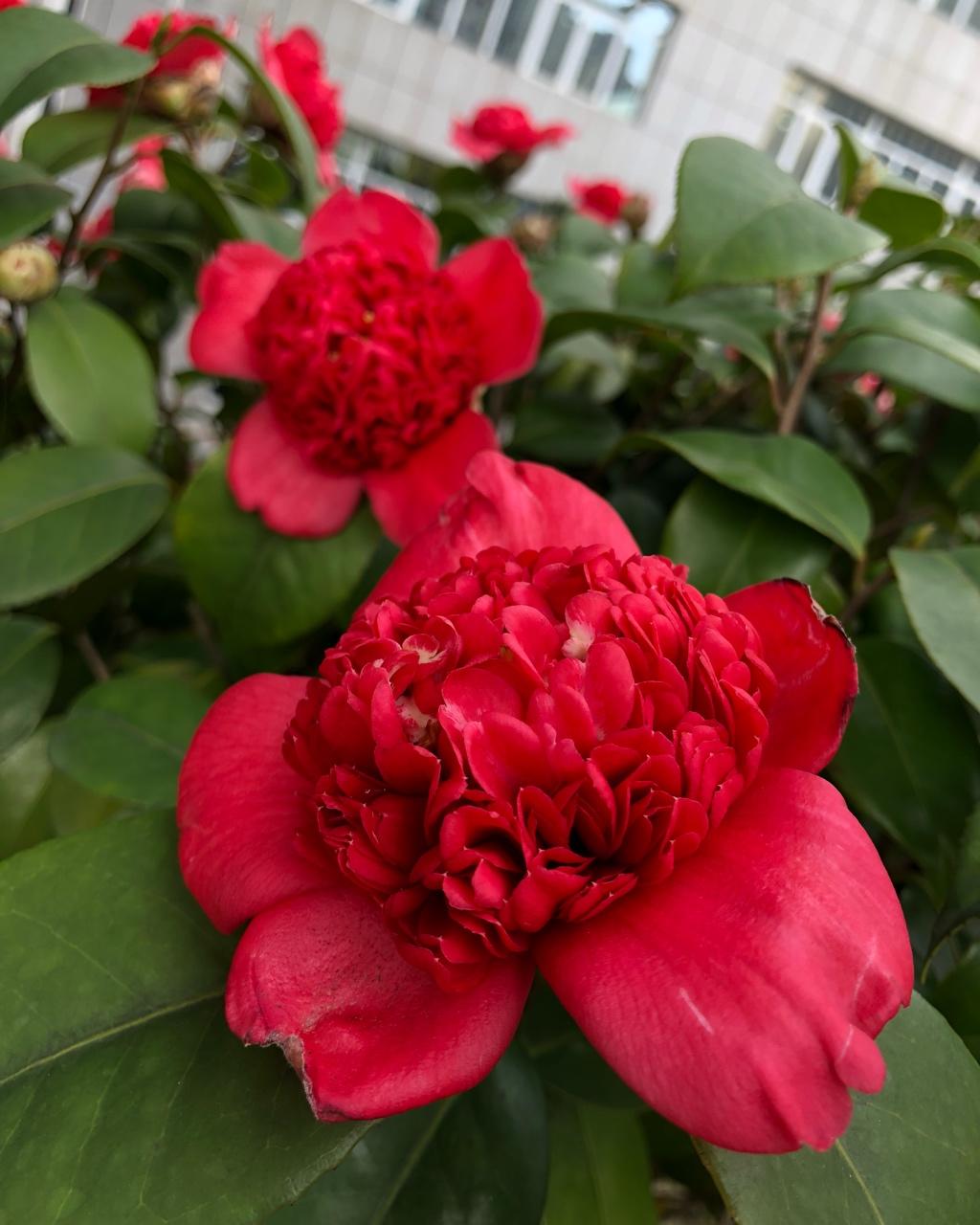 记录减脂营养餐（私人记录篇）