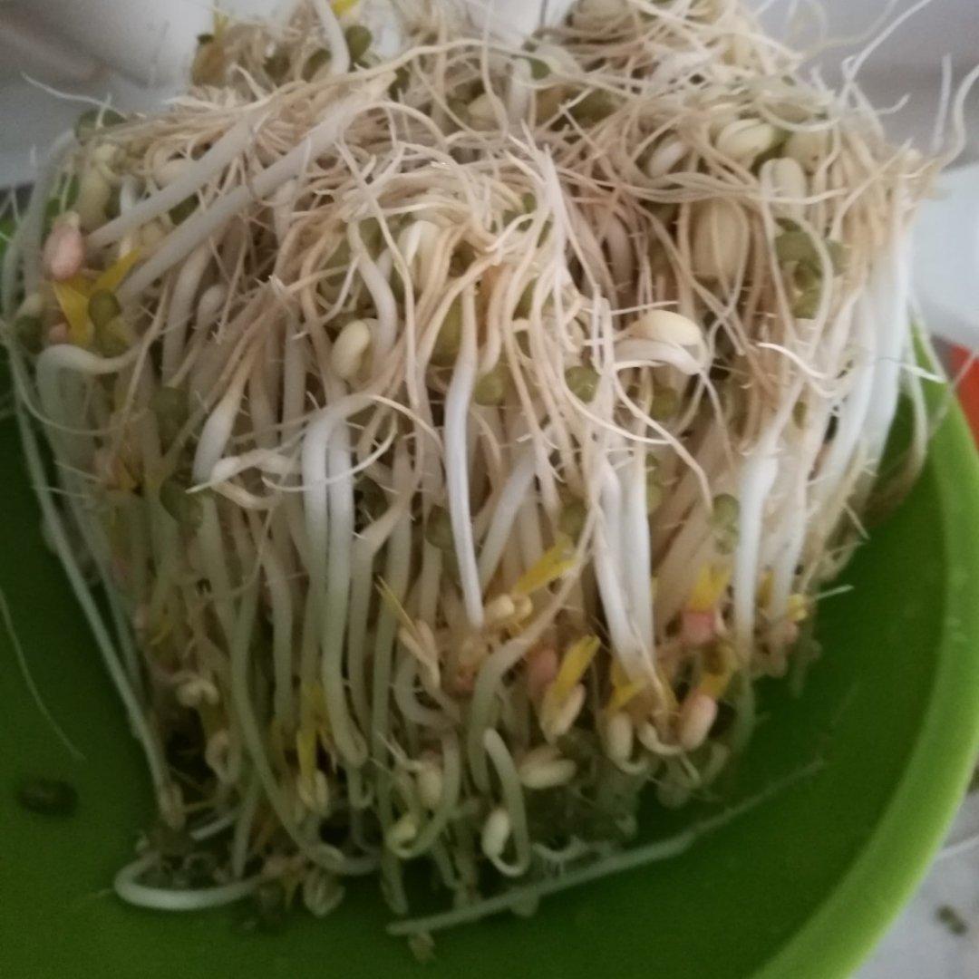 自发豆芽（可乐瓶发豆芽0失败！）