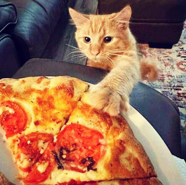 披萨猫