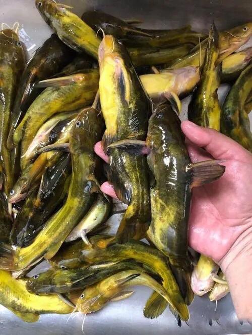 西红柿黄骨鱼的做法