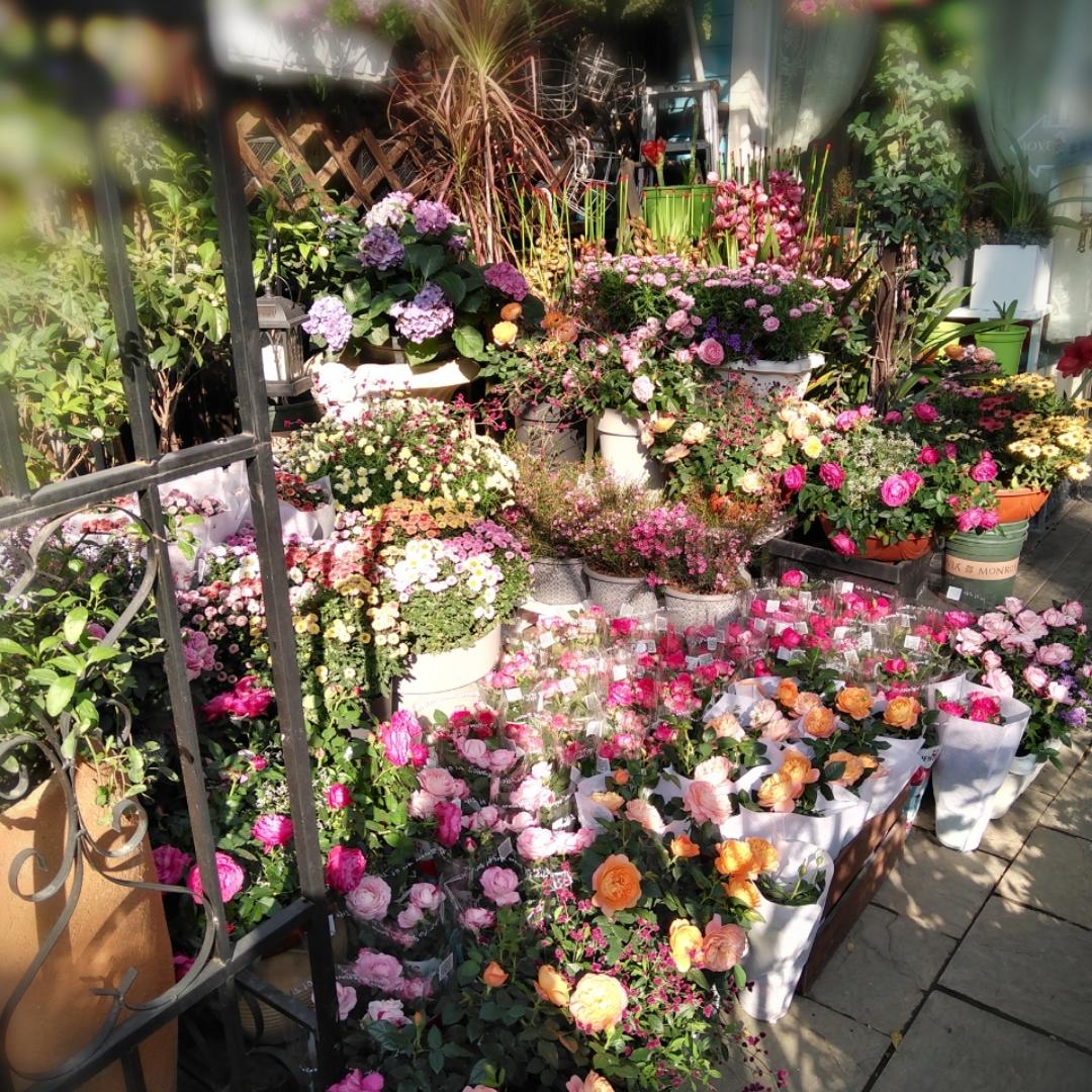 小白菜要好好吃饭