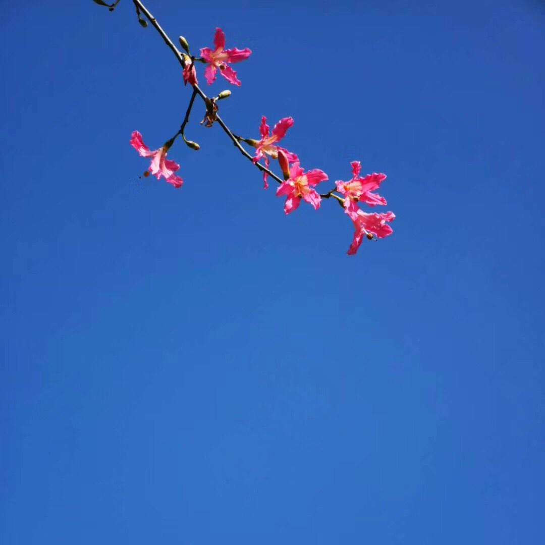 -咚咚咚锵