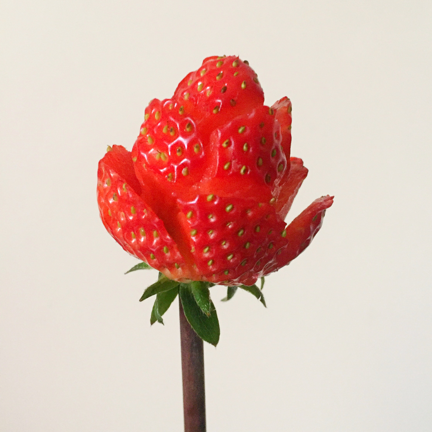 小李老婆-坤妈做的草莓玫瑰花