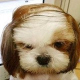 UU袁