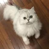 小友喵