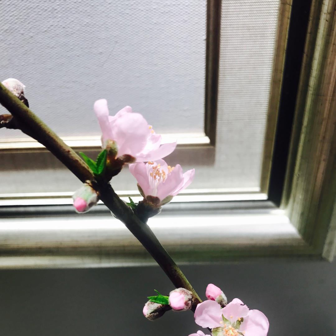 哈格比