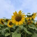 抹茶海盐奶盖茶