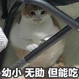 爱吃的木鱼