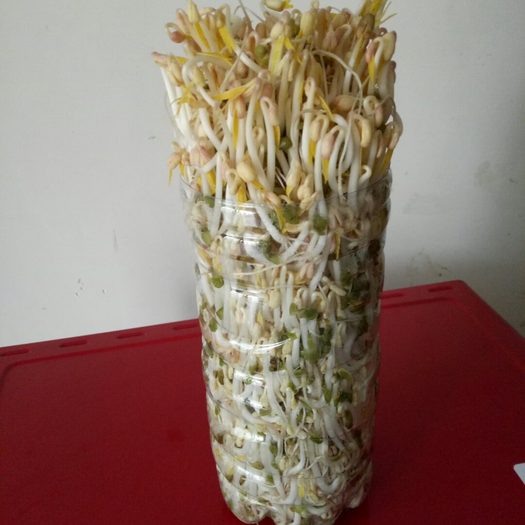自发豆芽（可乐瓶发豆芽0失败！）