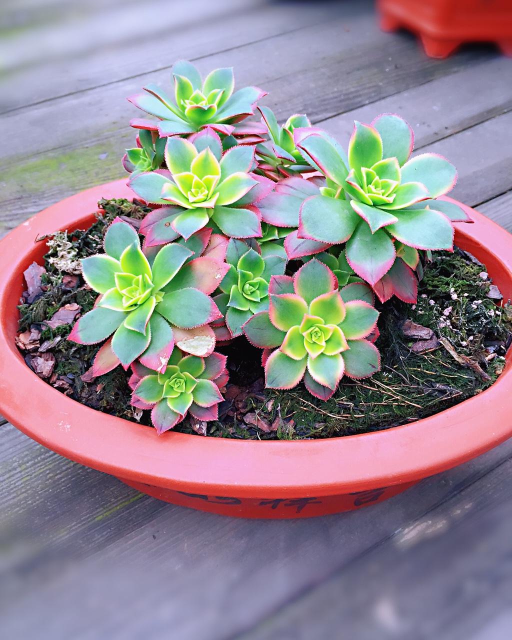 阳台上那些………花花草草