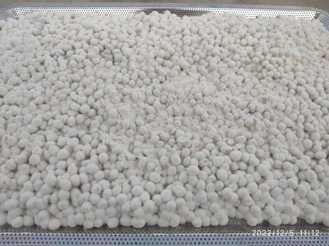 万能豆麹制作简明教程。使用日本米曲霉长白菌