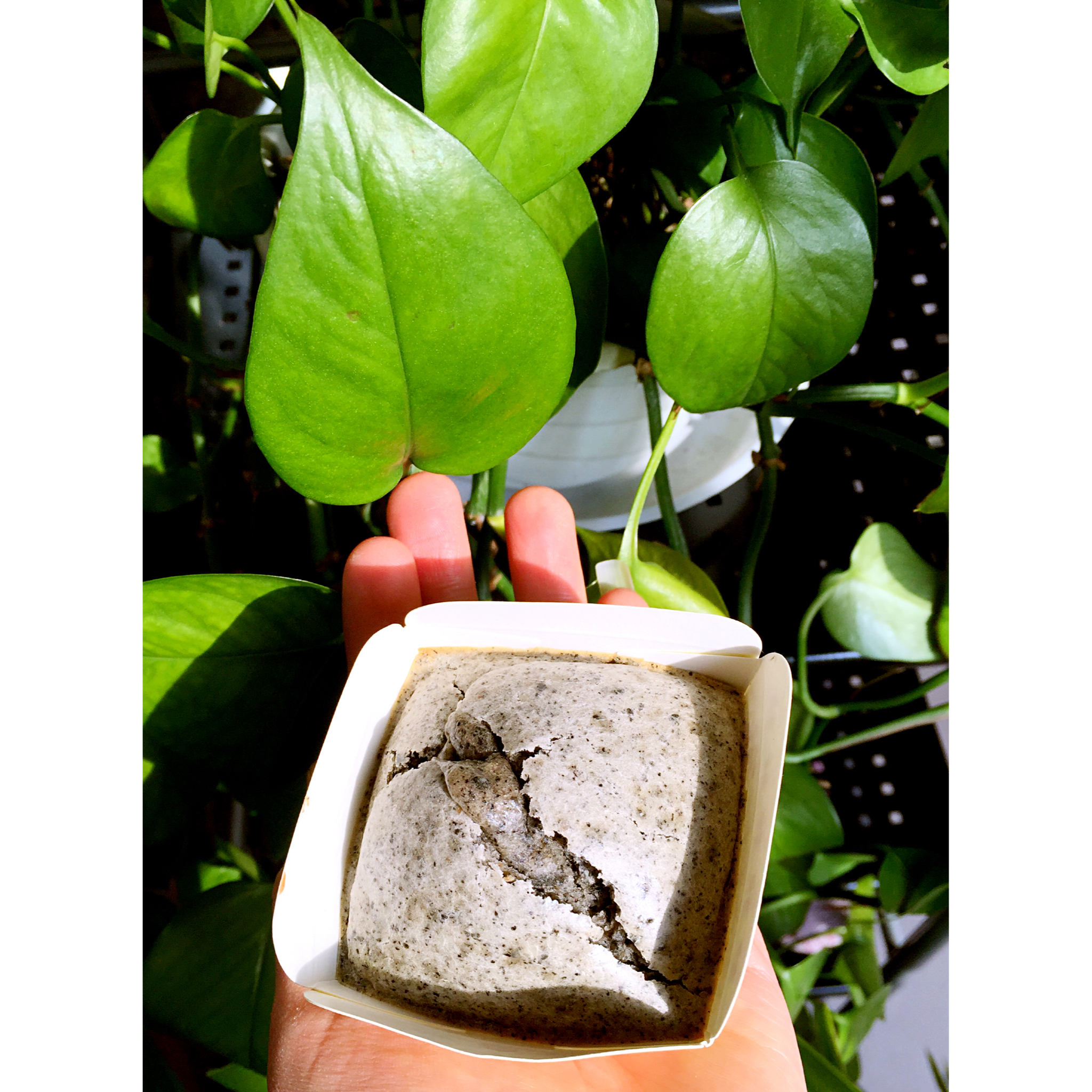 简易香浓椰丝马芬