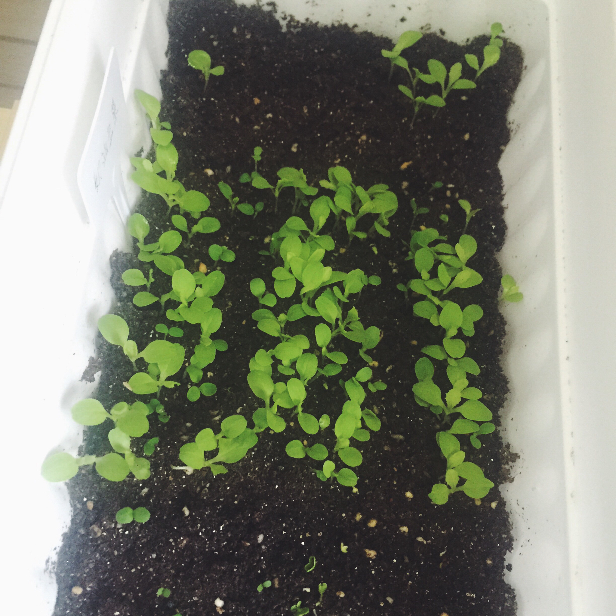 生菜（色拉用）生长记