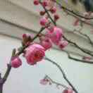 明天会更好花花