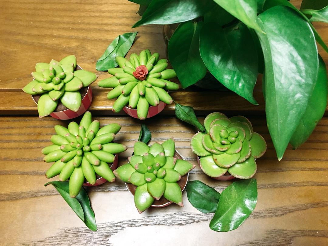 twinkle_twinkle做的多肉植物馒头