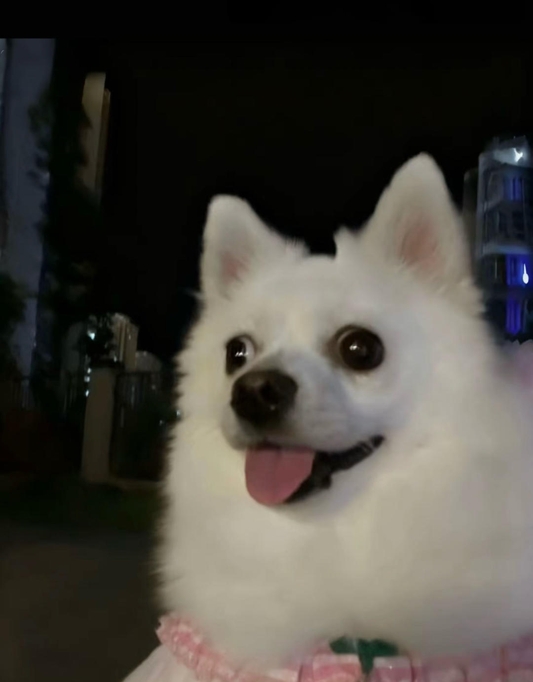 果_冻