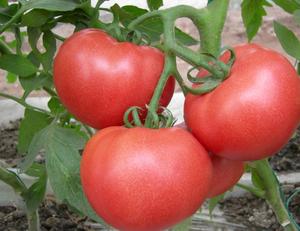 西红柿炖牛腩；番茄牛腩汤的做法 步骤2