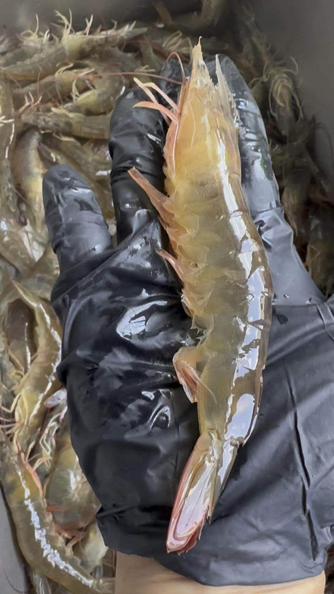 又囤了30斤虾🦐