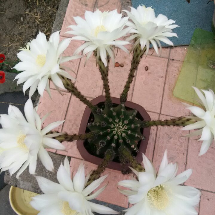 法姐
