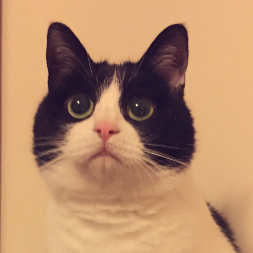 警花猫吃食堂
