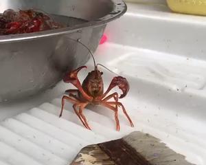 麻辣小龙虾🦞的做法 步骤1