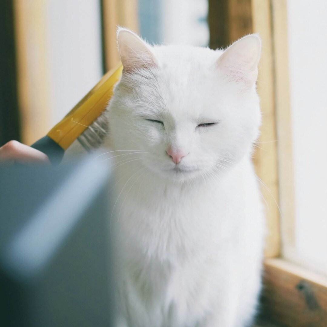 哈尼豆包爱猫猫