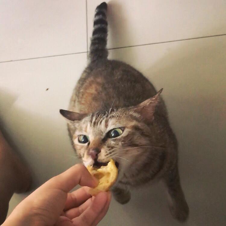 自制天然无油盐猫粮，无猫不爱哦！