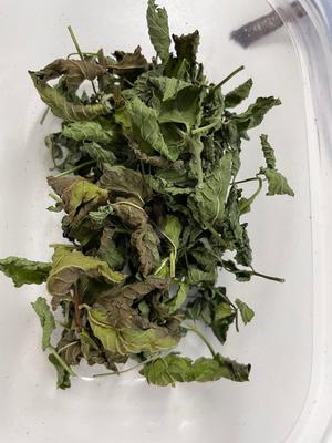 薄荷茶的做法 步骤2