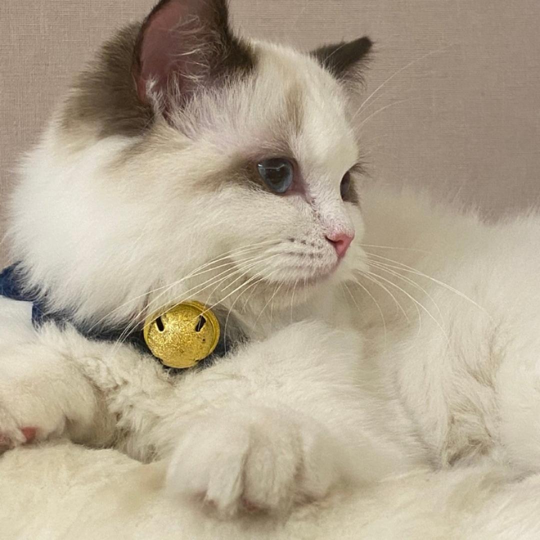 洋咩咩家的大泡泡